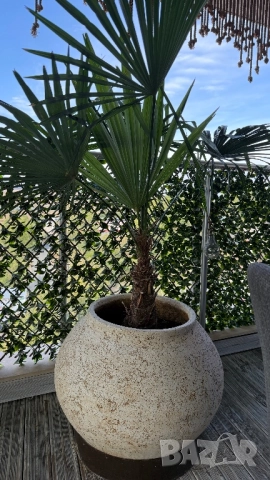Кашпи с палми, снимка 4 - Саксии и кашпи - 51912631