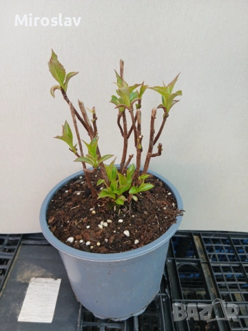 Планинска хортензия "Бурса", снимка 4 - Градински цветя и растения - 54090848