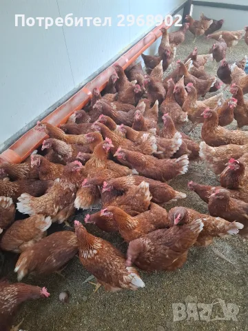 продавам ярки на шест месеца проносили ваксинирани, снимка 3 - Кокошки и пуйки - 55872637