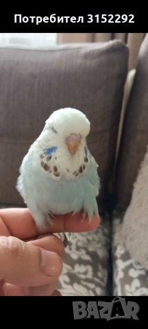 Ръчно хранен социален изложбен вълнист папагал   ръчно хранени, снимка 10 - Папагали - 42675098