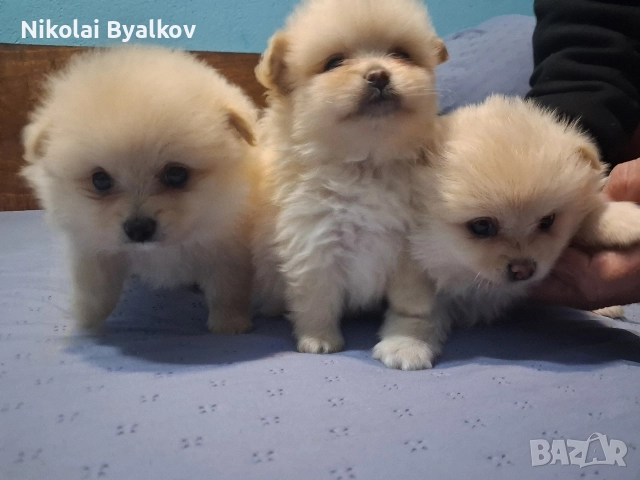 продавам кученца шпиц померан 2 момченца и 1 момиче, снимка 6 - Померан - 52893456