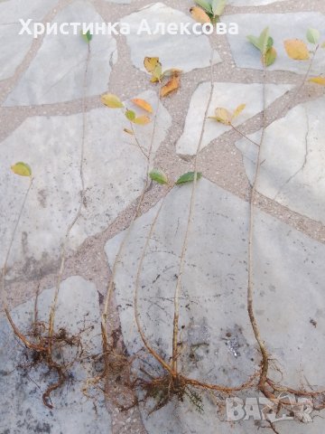 Арония фиданки на гол корен, снимка 2 - Разсади - 42618942