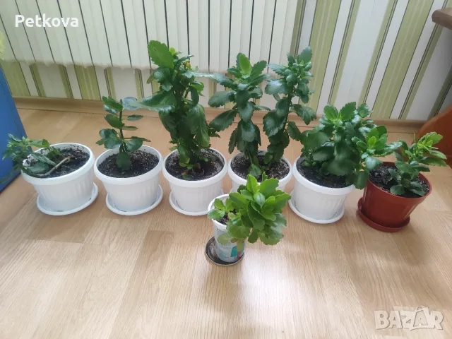 Мушката, сакъзчета и каланхое, снимка 9 - Стайни растения - 56455782