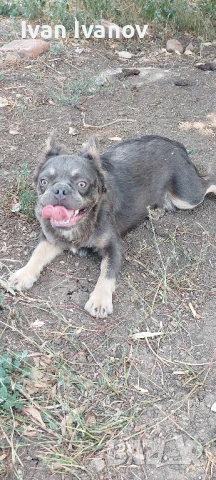 Мъжки Френски Булдог Лилак тан флъфи, снимка 1