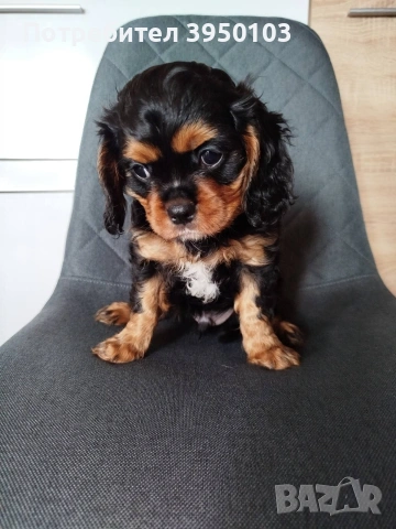 Кавалер Кинг Чарлз шпаньол, снимка 8 - Кавалер кинг чарлз шпаньол - 54088586