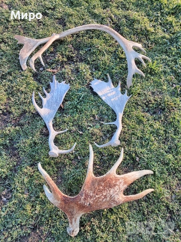 Стари рогa от елен лопатар,лос и карибу.Трофей.