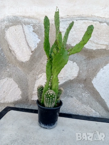 Кактуси в саксийка.