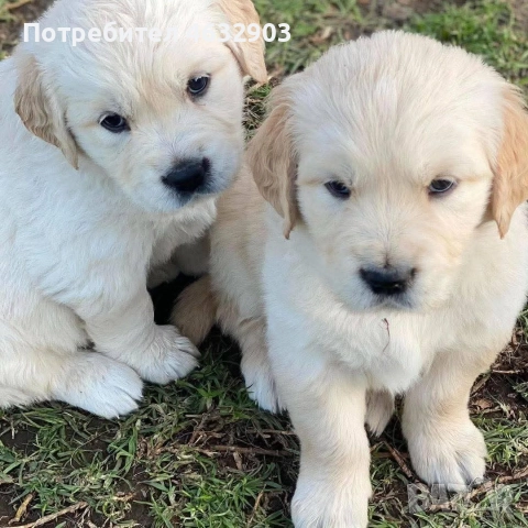 голдън ретривър кремав бонбон , снимка 5 - Голдън ретривър - 52804530