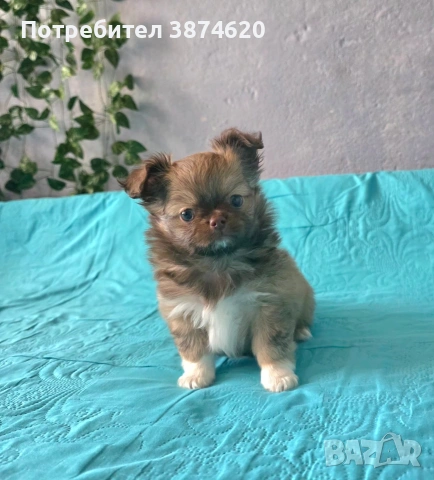 чихуахуа момченца , снимка 4 - Чихуахуа - 54112791