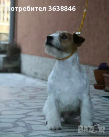 Джак ръсел твърдокосмест, снимка 4 - Джак ръсел териер - 50378311