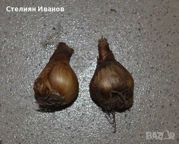 Кичесто кокиче (Galanthus nivalis 'Flore Pleno') – луковици, снимка 2 - Сортови семена и луковици - 52372486