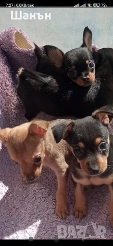Продавам пинчери, снимка 6 - Пинчер - 52624873