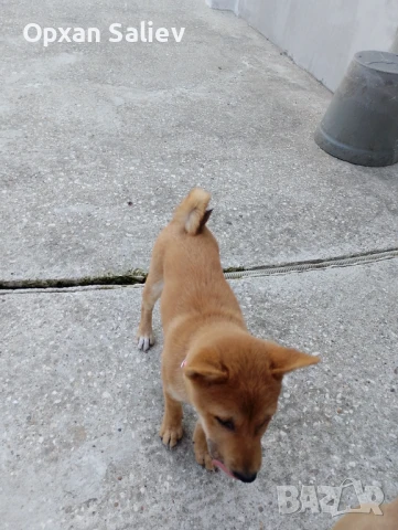 3 месечно женско 400 лв., снимка 1