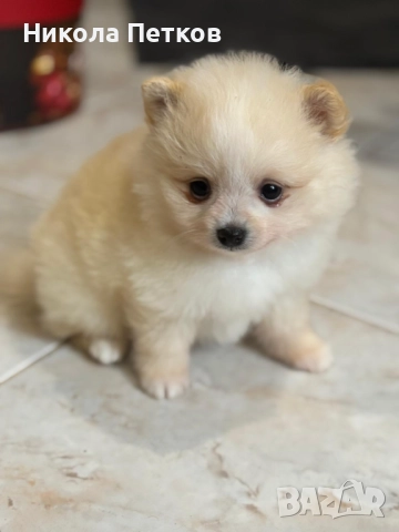 Померан мини 