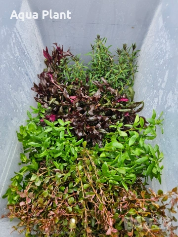 Аквариумни растения