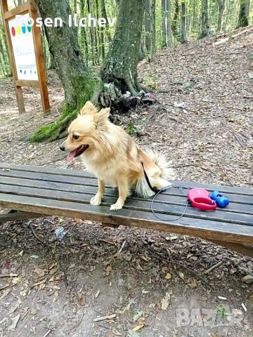 Хотел за кучета,зайци,гризачи ,птици и котки, снимка 6 - Ветеринари и услуги - 32793072