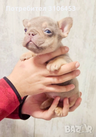 Френски булдог - мини new shade isabella tan, снимка 1 - Френски булдог - 53265857