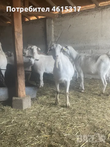 Продавам ялови кози, снимка 3 - Кози - 56221708