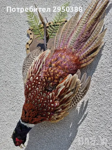 Препариран мъжки фазан , снимка 2 - Други - 50081102