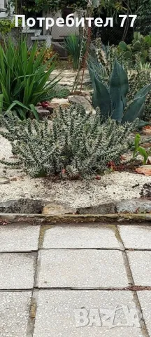 Различни видове студоустойчиви кактуси, снимка 5 - Градински цветя и растения - 48893287