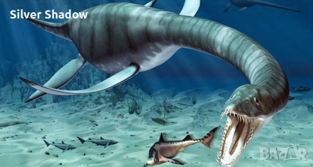 Фосилен зъб на Плезиозавър Zafarasaura Oceanis - Късна Креда (66 - 105.5 Ма), снимка 5 - Колекции - 37432701