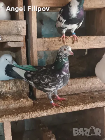 пазарджишки високолетци , снимка 16 - Гълъби - 46485896