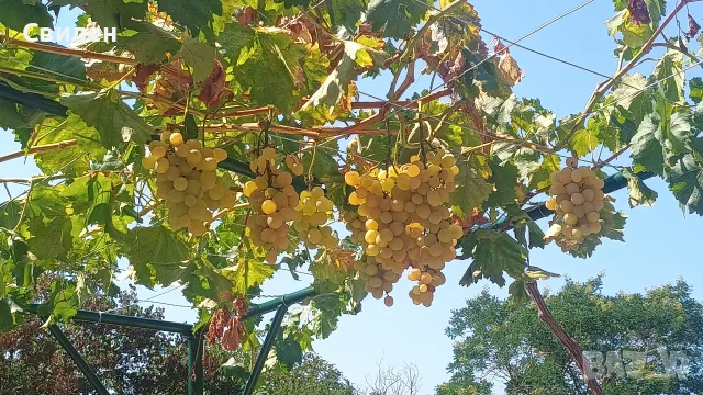 Къща с. Змейово, снимка 16 - Къщи - 50597889