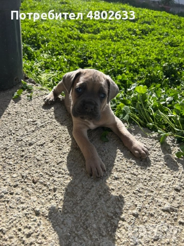 Продавам Кане Корсо кученца, снимка 7 - Кане корсо - 54253951