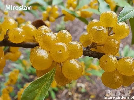 Есенна сладка Маслина (жълта), снимка 4 - Градински цветя и растения - 56151909