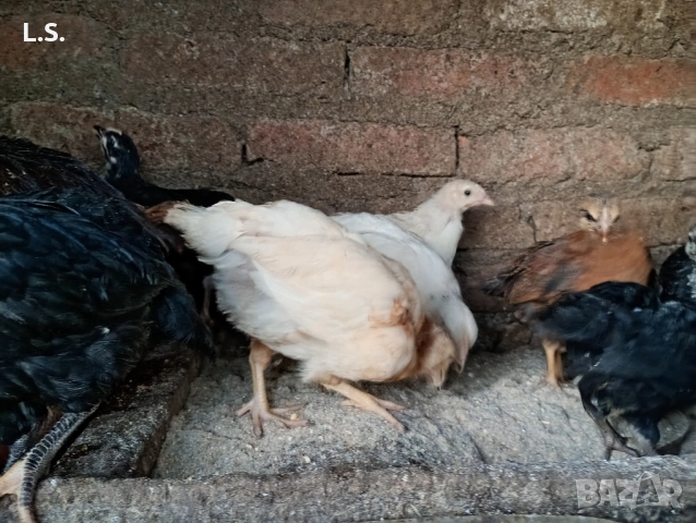 Продам пилета ,ярки млади петлета , снимка 6 - Кокошки и пуйки - 51726042