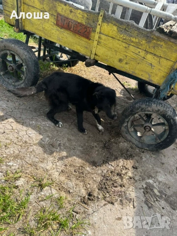 Каракачнка, снимка 3 - Каракачанска овчарка - 54182009