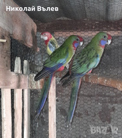 Пенанти , снимка 5 - Папагали - 52105277