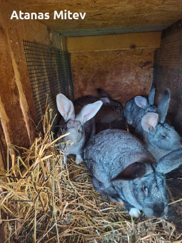 зайци за разплод и месо, снимка 2 - Други - 53170823