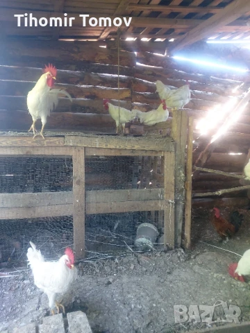 продавам ярки петлета пуйчета , снимка 7 - Кокошки и пуйки - 51065532