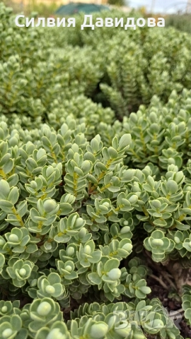 Хебе Hebe, снимка 2 - Градински цветя и растения - 52534903