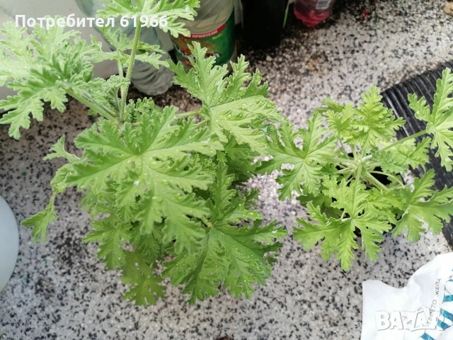 Холандско и българско индришета! , снимка 10 - Градински цветя и растения - 30564840