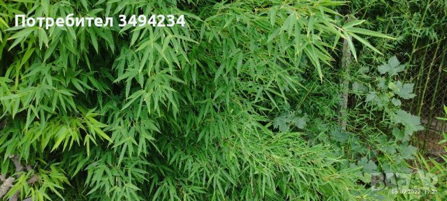 Изсъхнал бамбук на пръчка, снимка 2 - Градински цветя и растения - 44449651