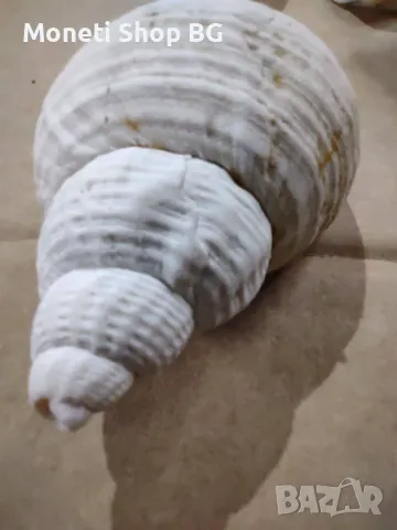 Океански дарове, снимка 3 - Други ценни предмети - 48934626