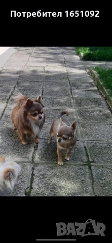 Чихуа, снимка 5 - Чихуахуа - 52441086