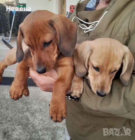 Дакелчета момчета, снимка 2 - Дакели - 52140706