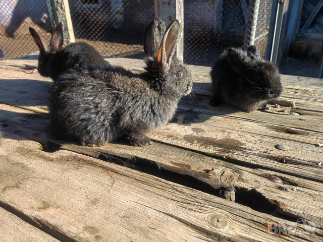 Зайци зайчета заек, снимка 2 - Други - 52739438