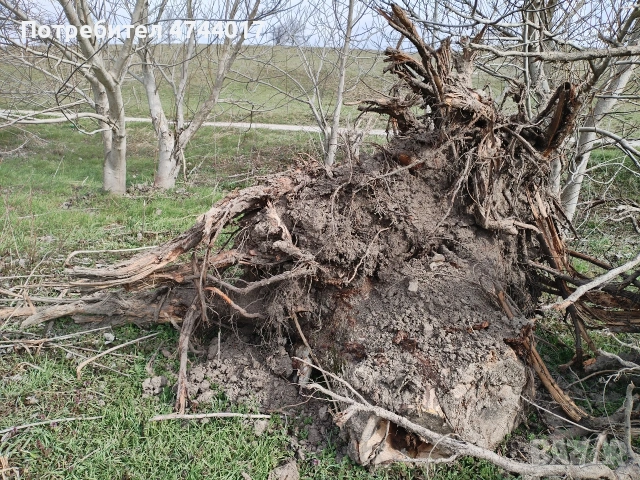 Корени от Орех , снимка 3 - Маси - 53940890