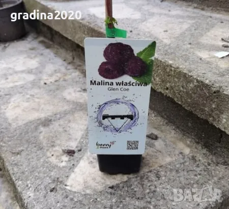  Лилава малина (Glencoe), снимка 5 - Градински цветя и растения - 30551384