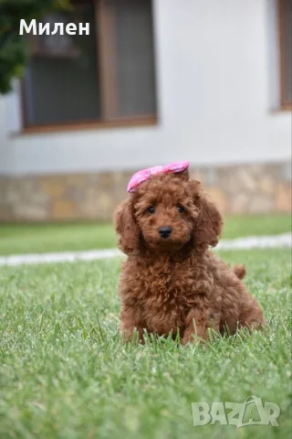 Той пудел Toy poodle, снимка 8 - Пудели - 55006000