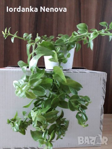 Аптения, снимка 2 - Стайни растения - 35151359