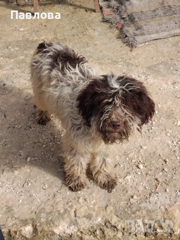 Продавам кученца лагото романьоло, снимка 6 - Други - 53065220