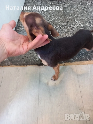 Предлагам мъжки пинчер за разплод , снимка 5 - Пинчер - 54207855