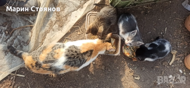 Котенца за грижовни стопани, снимка 2 - Други - 52582953