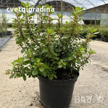 Escallonia ‘Red Dream’ (Ескалония ‘Червена мечта’), снимка 2 - Градински цветя и растения - 55817311