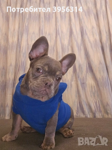 Мъжко Френско булдоче, снимка 3 - Френски булдог - 53283481